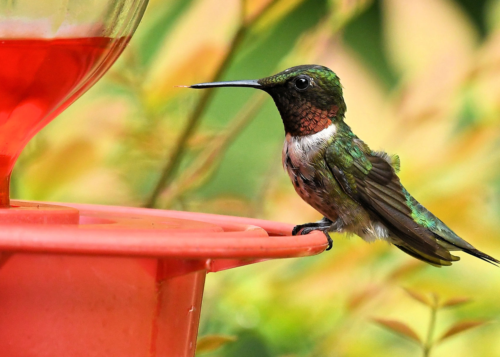 Hummingbird